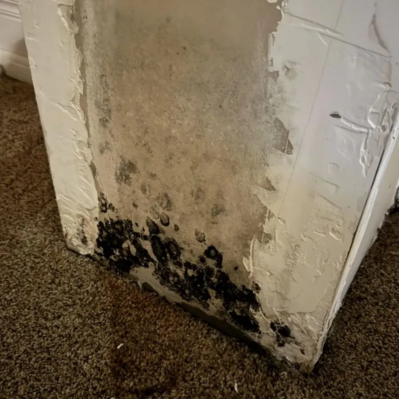 Professional Mold Removal in Elroy, NC